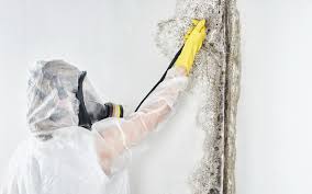 Why You Should Choose Our Mold Remediation Services in Glandorf, OH